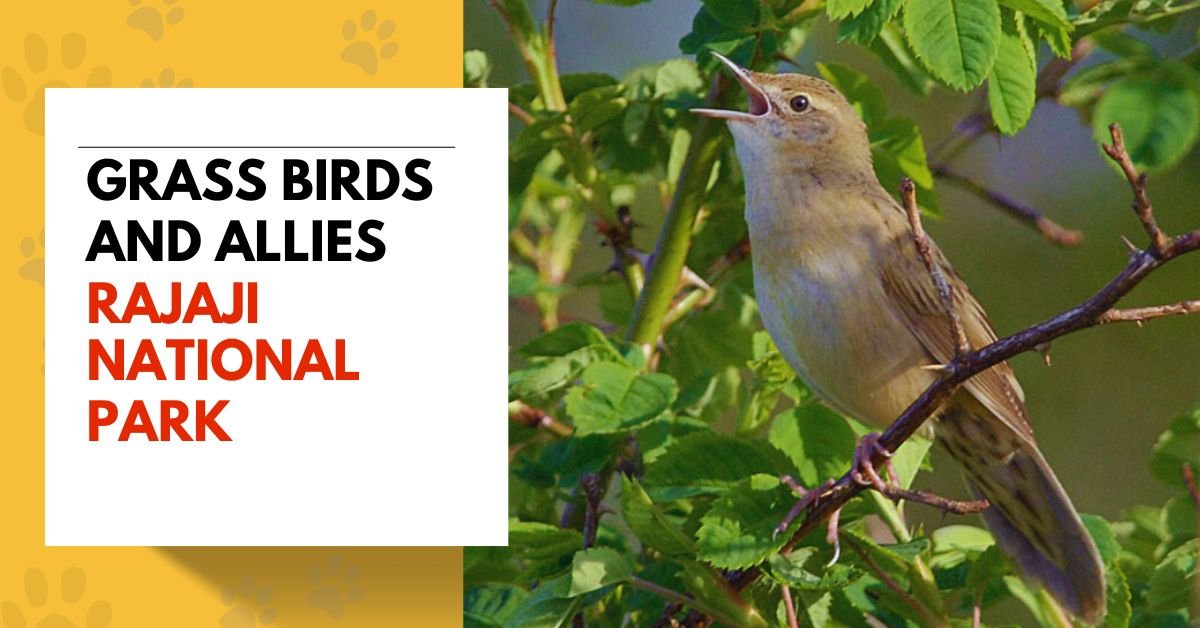 grassbirds and allies