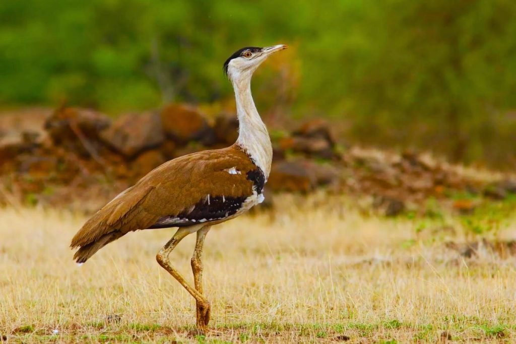 The Great Indian Bustard