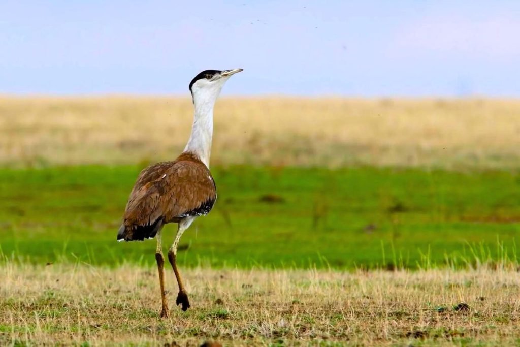 Migratory Birds in India
