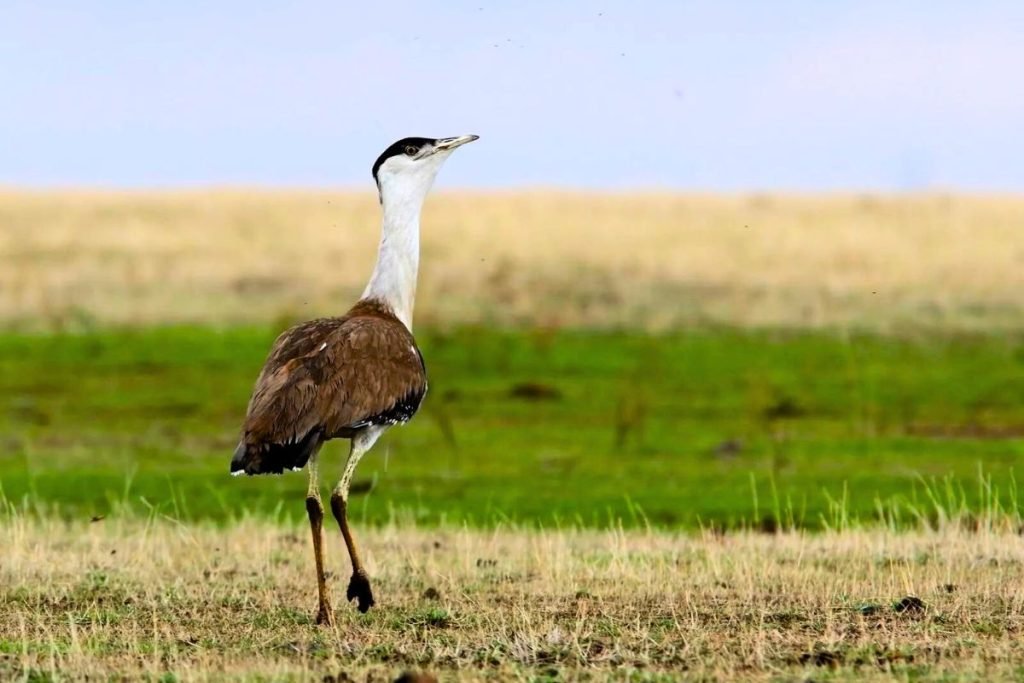 The Great Indian Bustard