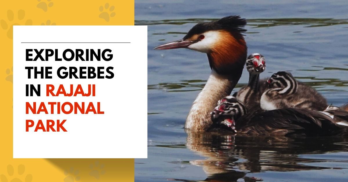Exploring the Grebes in Rajaji National Park