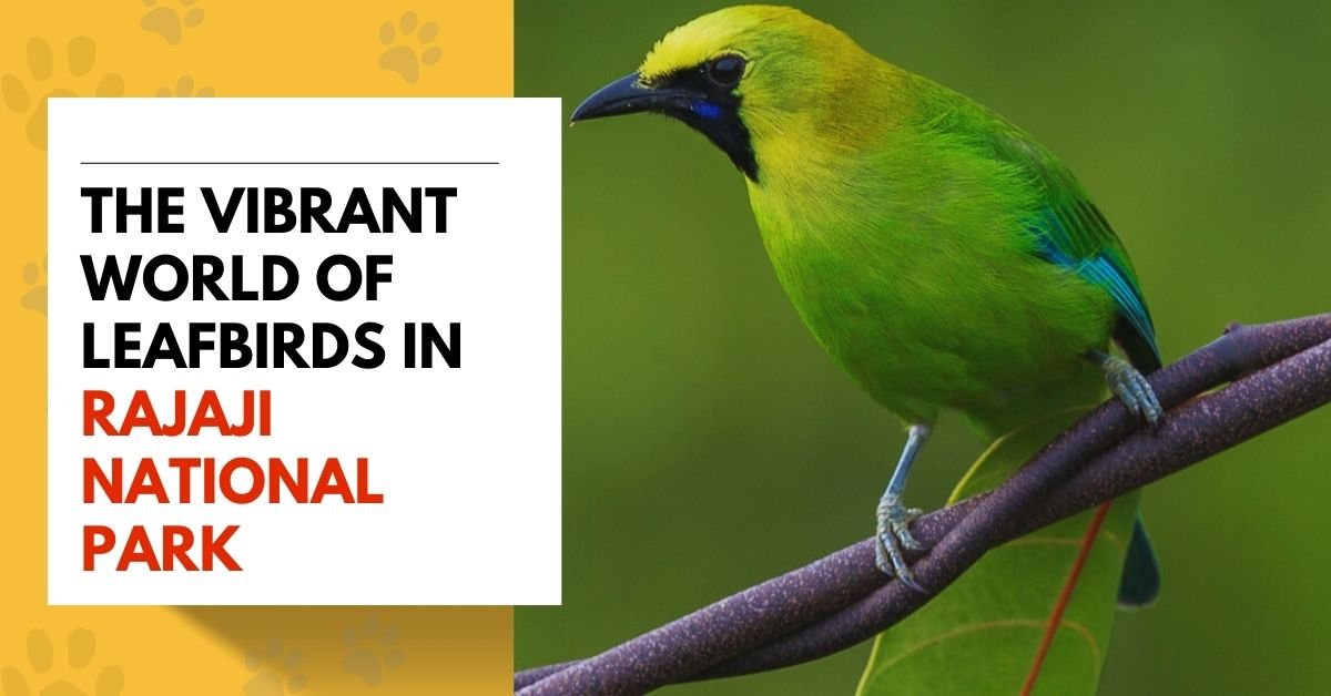 Exploring the Vibrant World of Leafbirds in Rajaji National Park