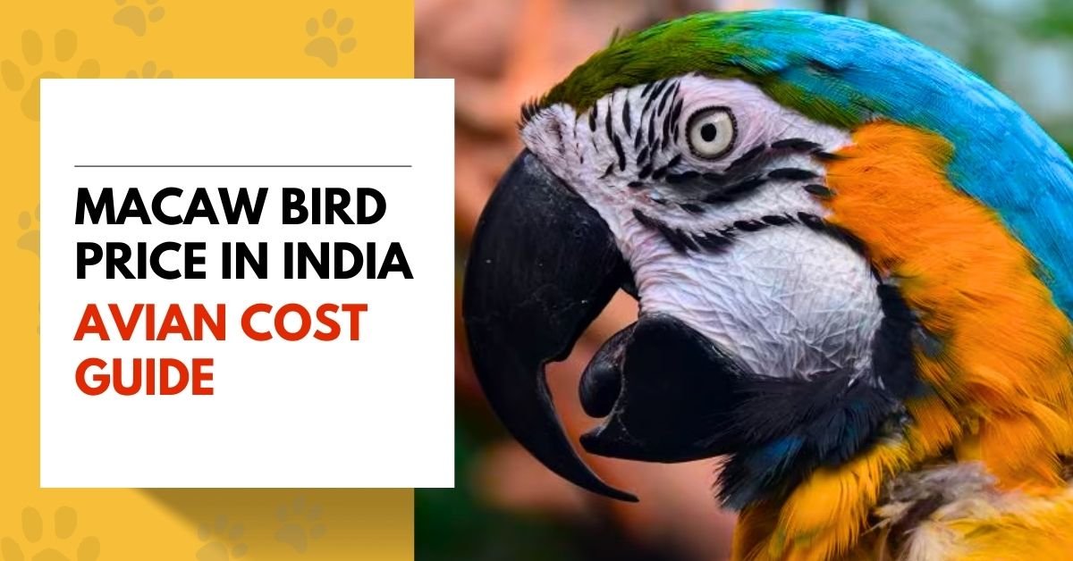Macaw Bird Price in India - Avian Cost Guide