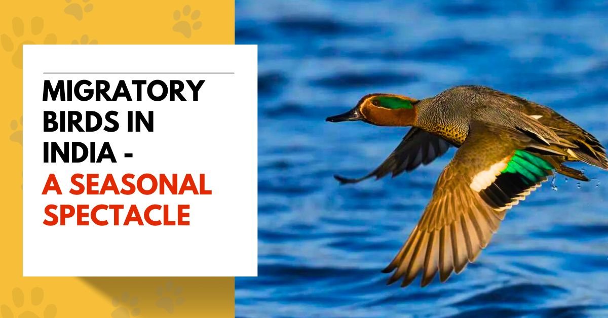 Migratory Birds in India - A Seasonal Spectacle