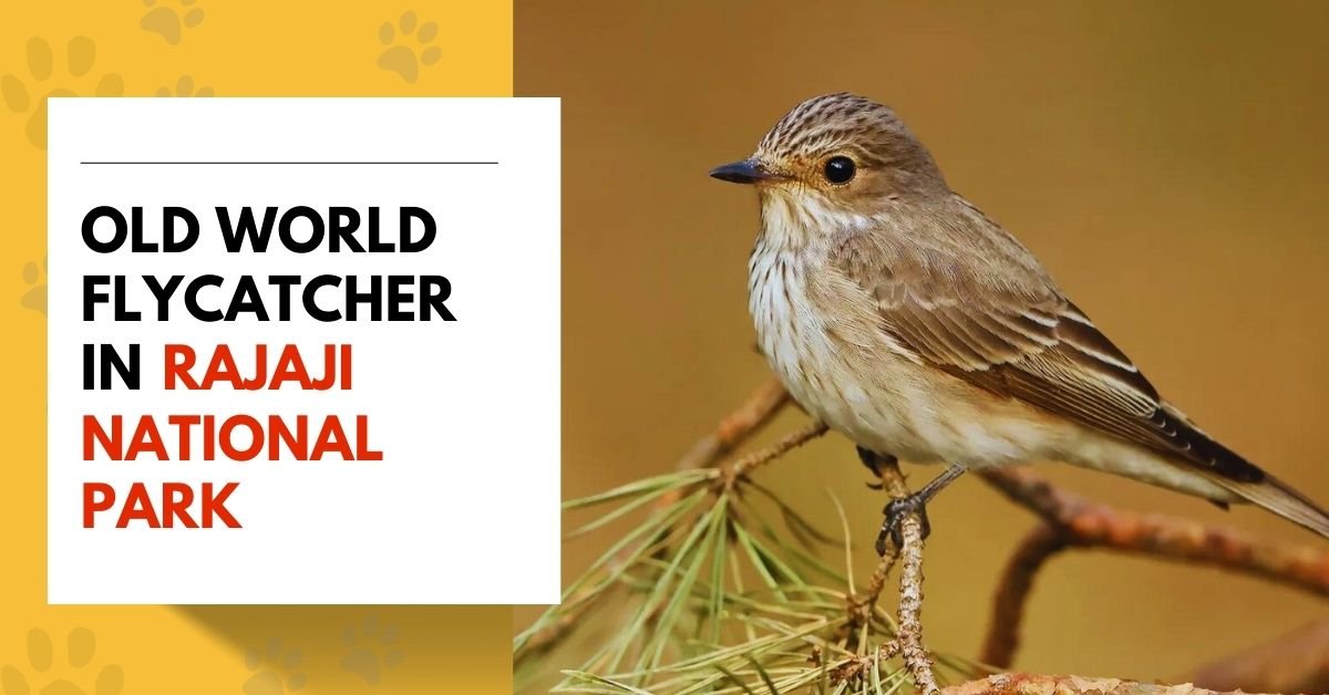 Old World Flycatcher in Rajaji National Park