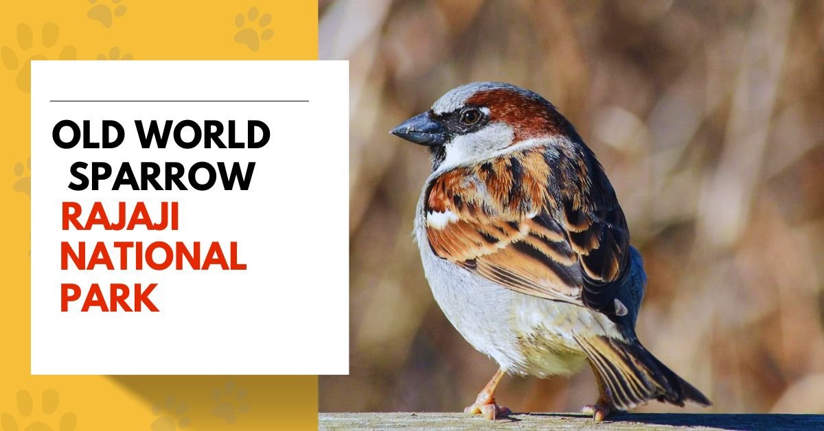 old world sparrows