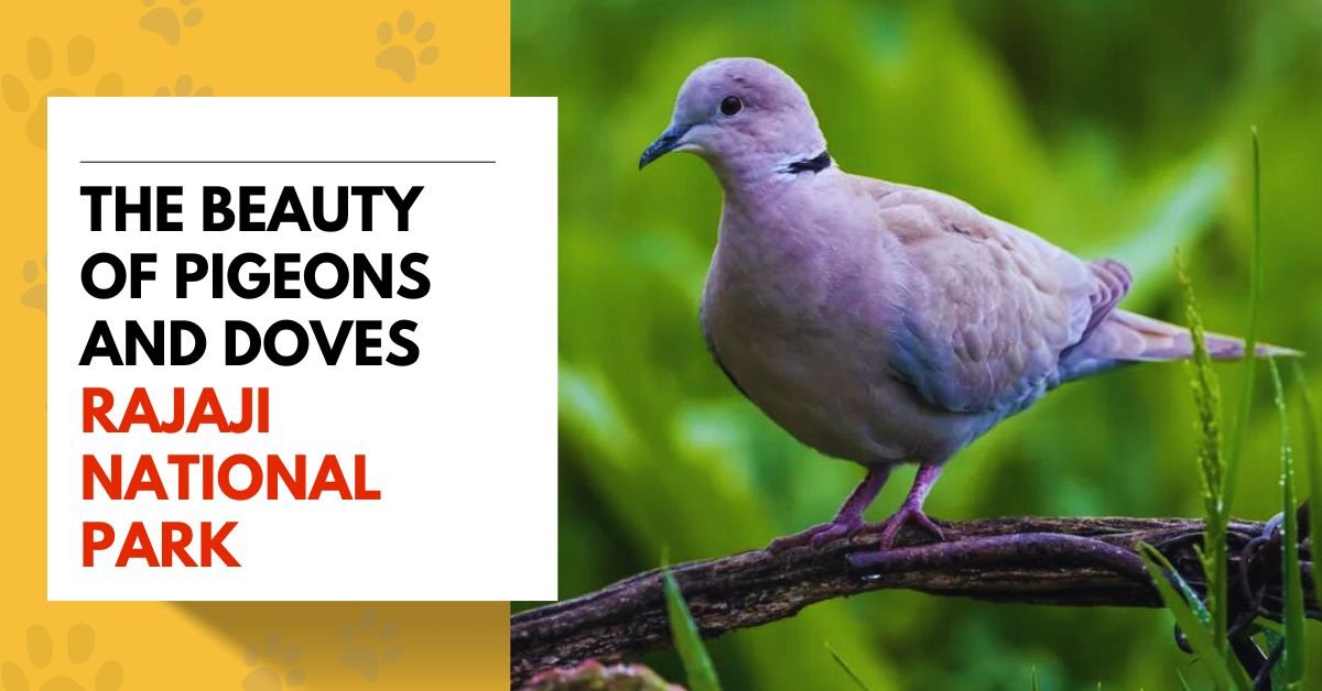Exploring the Beauty of Pigeons and Doves in Rajaji National Park
