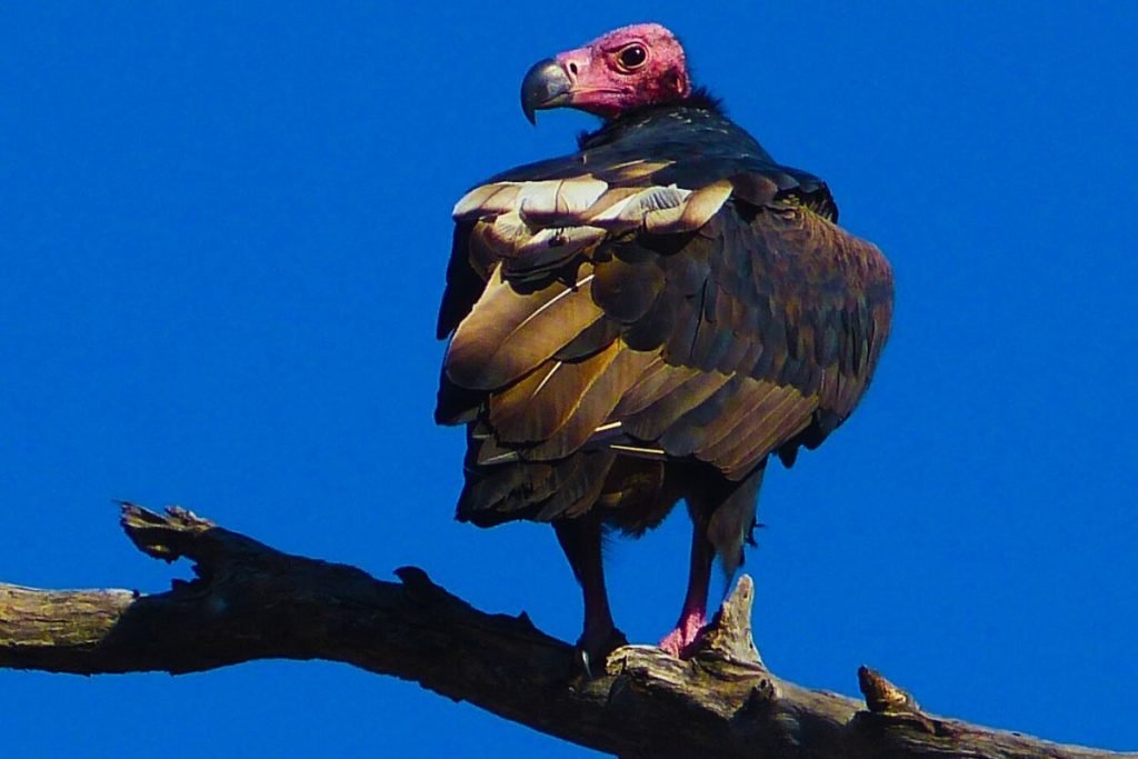The Red-headed Vulture