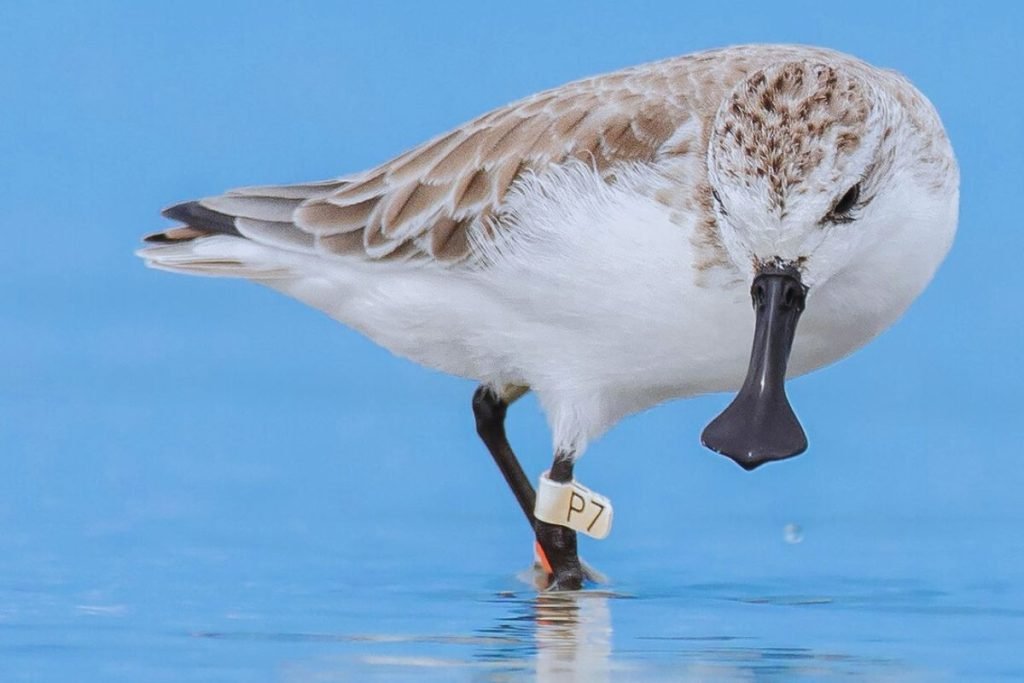 The Spoon-billed Sandpiper