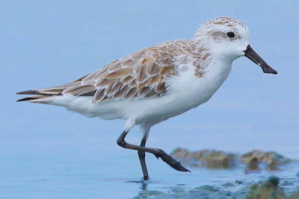 The Spoon-billed Sandpiper