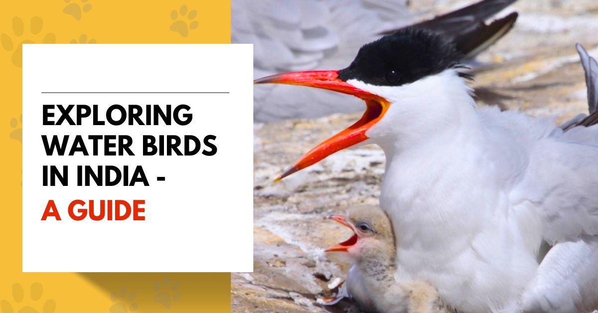 Exploring Water Birds in India - A Guide