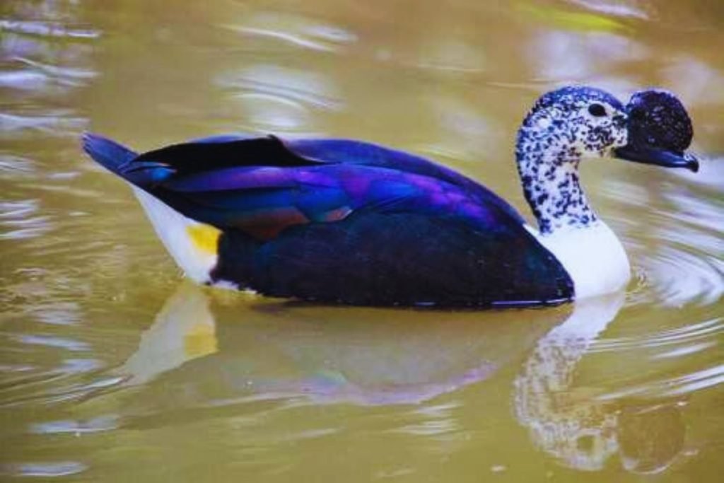 Knob-billed Duck