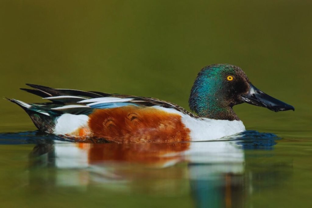 Northern Shoveler