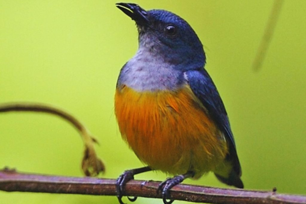 Flowerpeckers