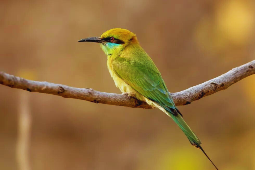 Bee-eaters, Rollers, and Allies