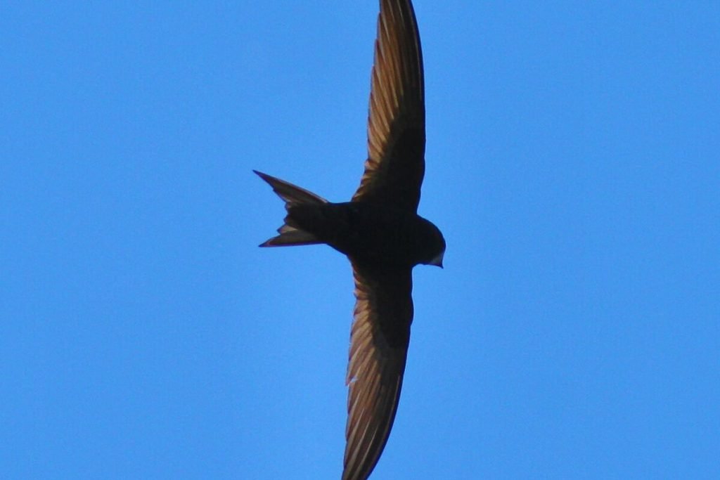 Swifts