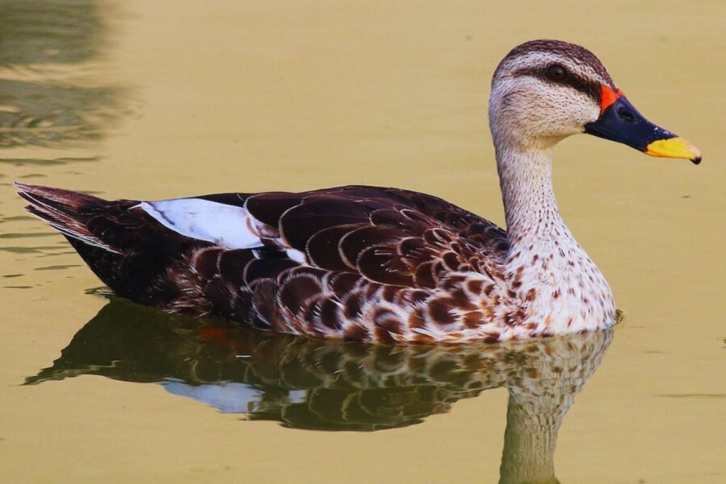 Indian Spot-billed Duck