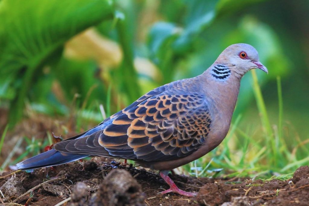 Oriental Turtle Dove in Rajaji