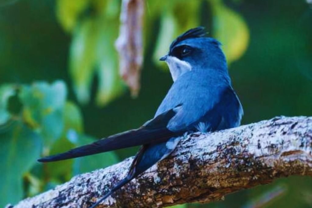 Treeswifts