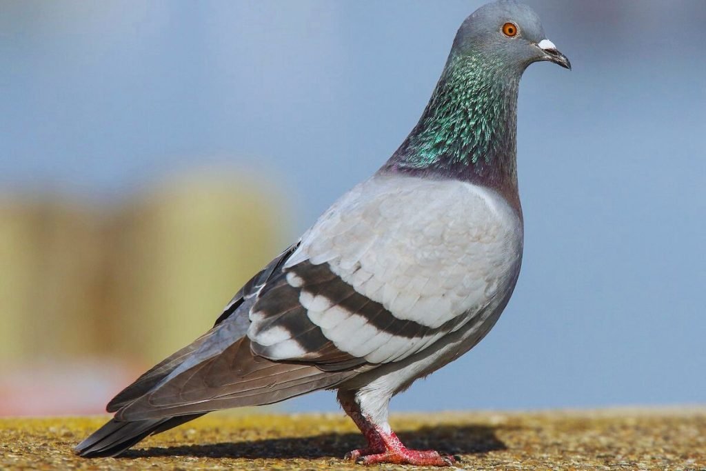 Rock Pigeons in Rajaji National Park