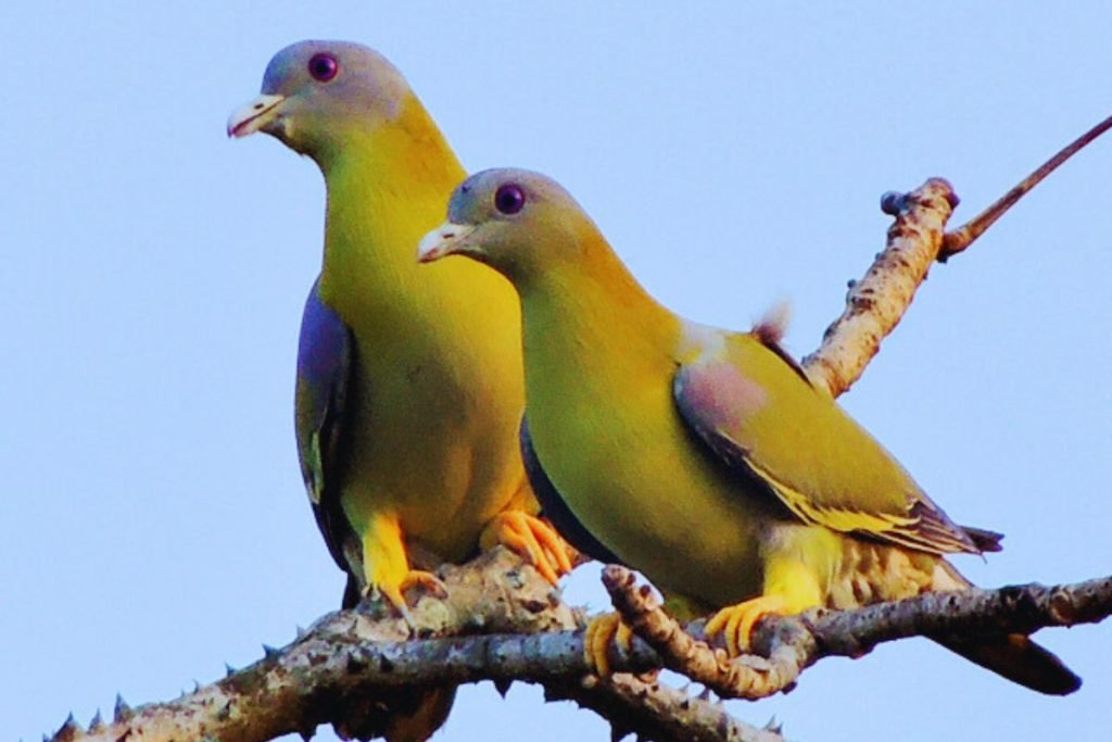The Yellow-footed Green Pigeon