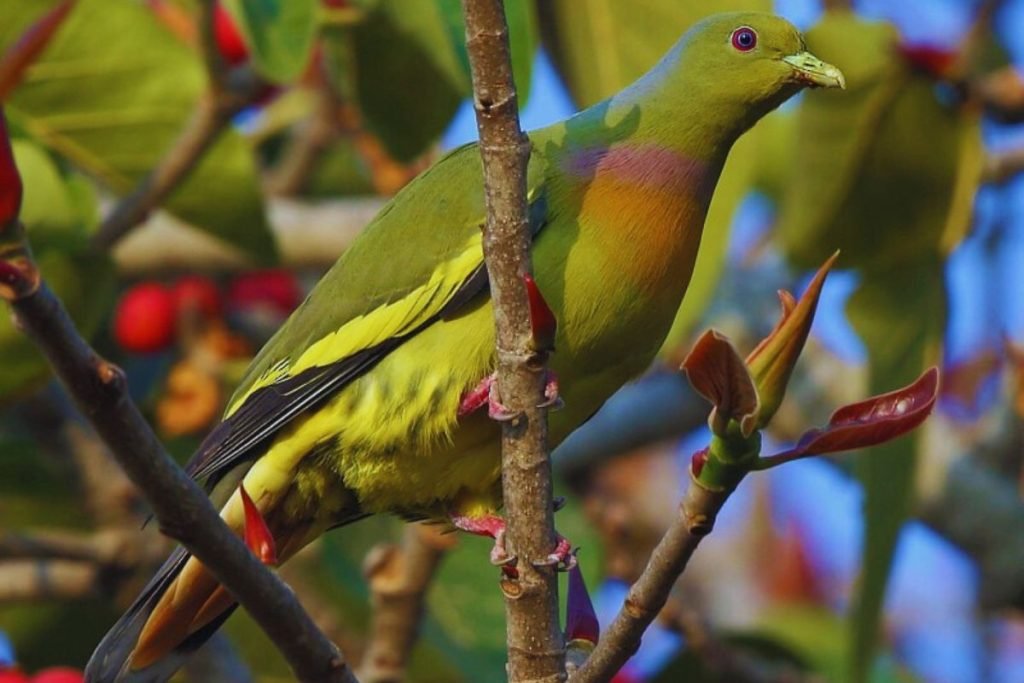 Orange-breasted Green-Pigeon