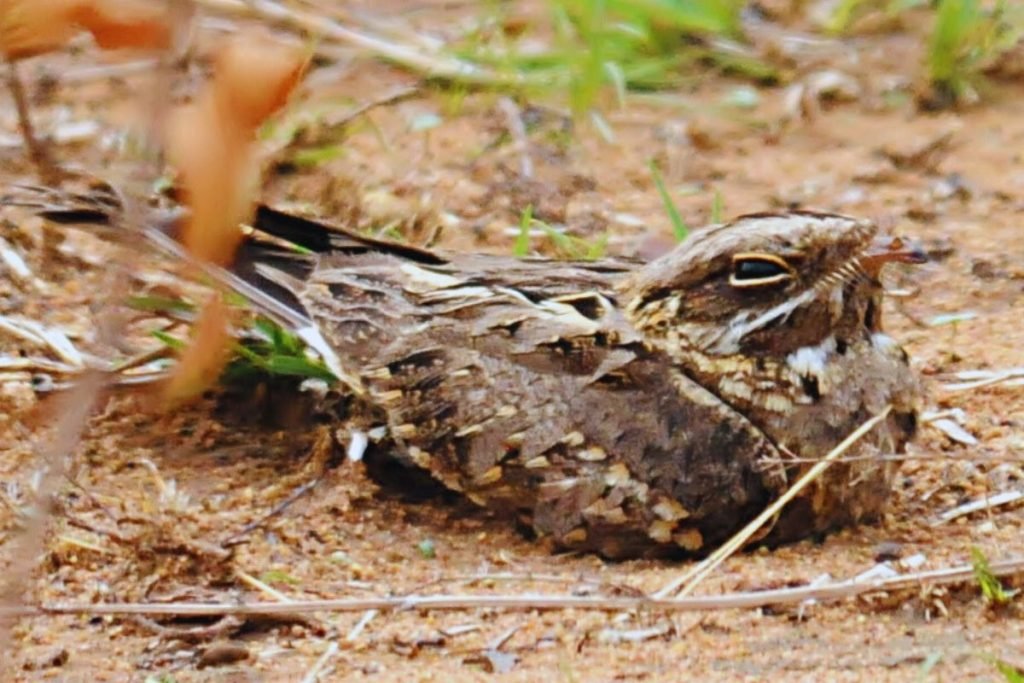 Indian Nightjar in Rajaji National Park