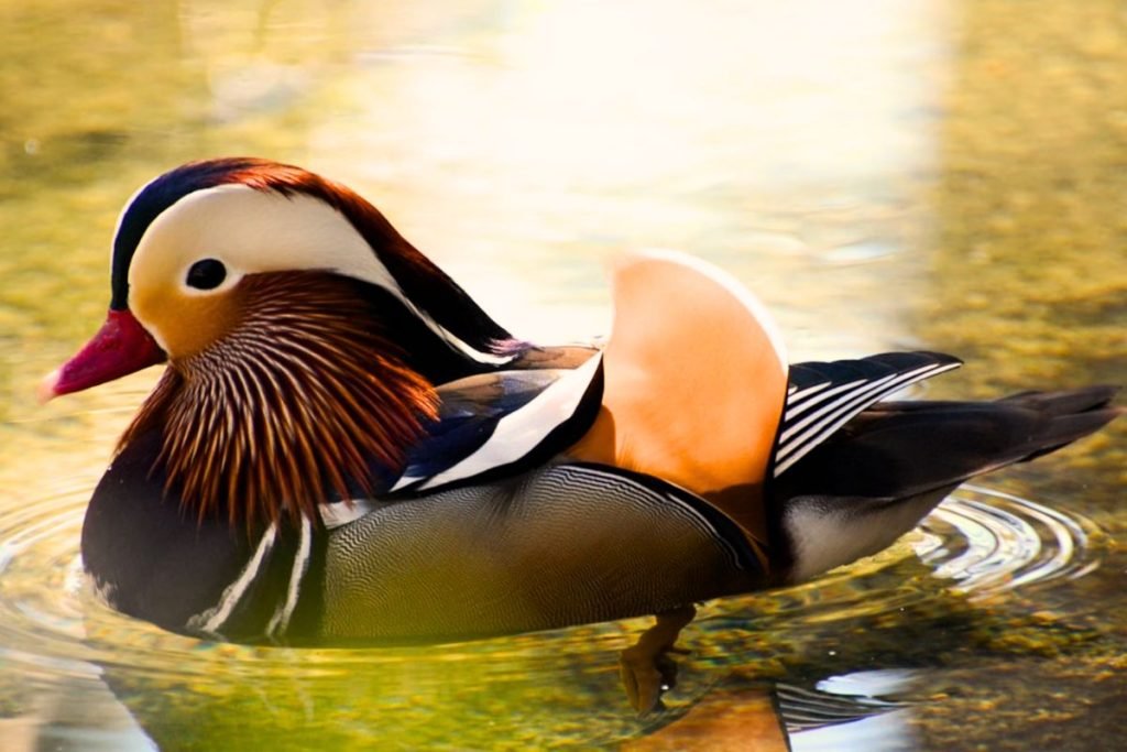 Waterfowl of Rajaji National Park
