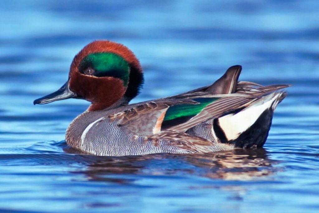 Green-winged Teal