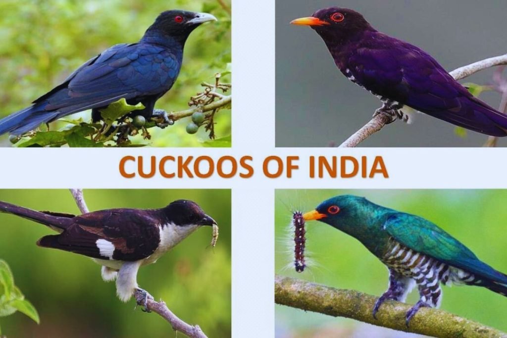 Indian Cuckoo