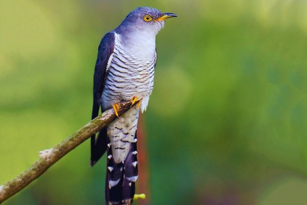 Common Cuckoo