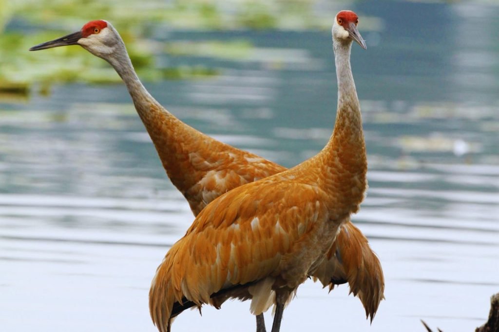 Cranes in Rajaji National Park