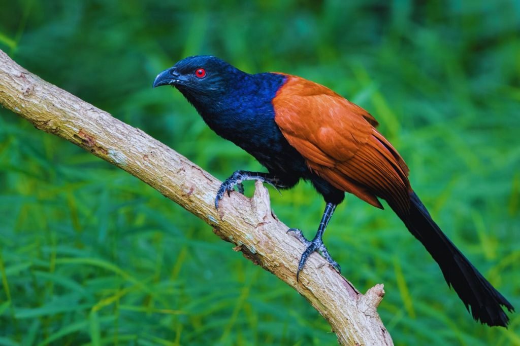 Greater Coucal