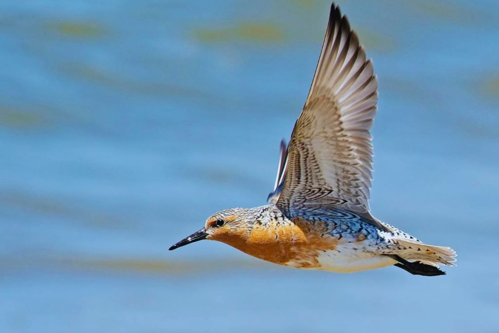 Shorebirds in Rajaji National Park