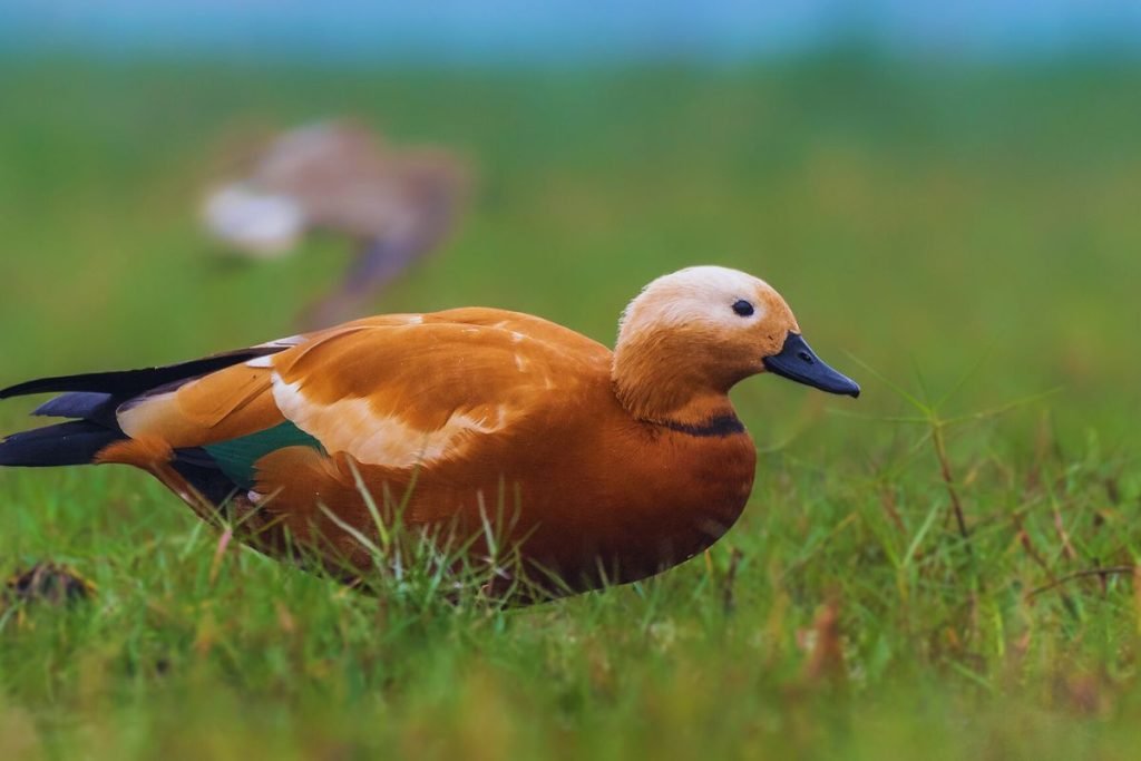 Ruddy Shelduck