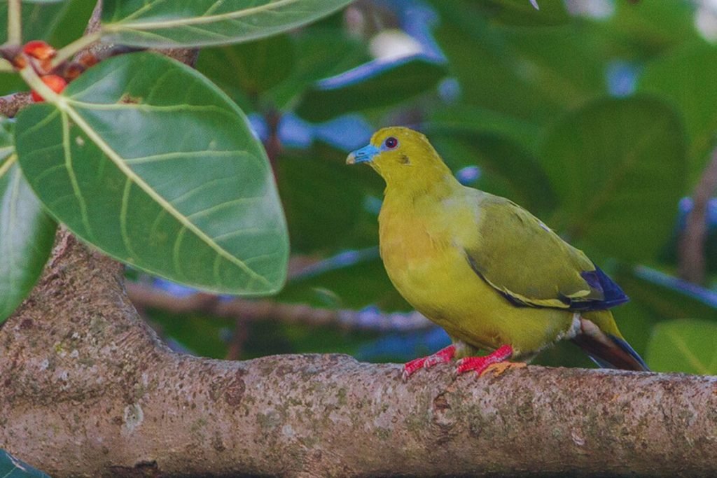 Pin-tailed Green Pigeon