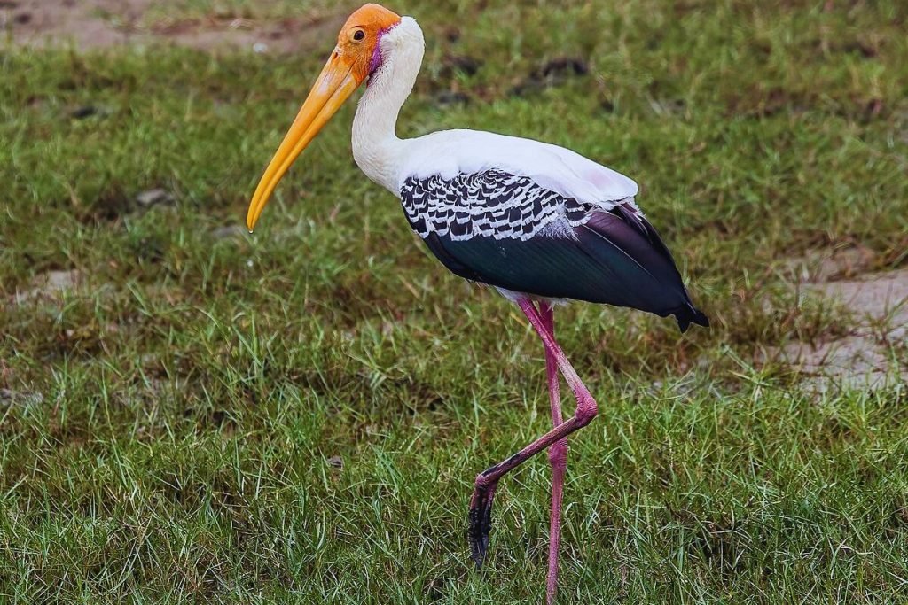 Storks
