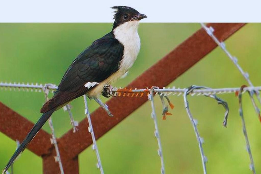 Pied Cuckoo 