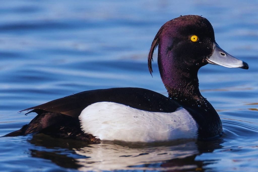 Tufted Duck in Rajaji National Park