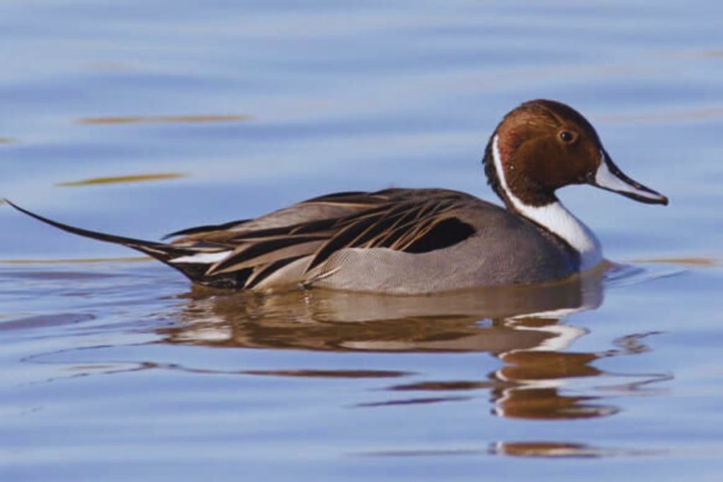 Northern Pintail