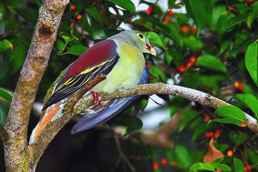 Green Pigeon Species (Treron sp.)
