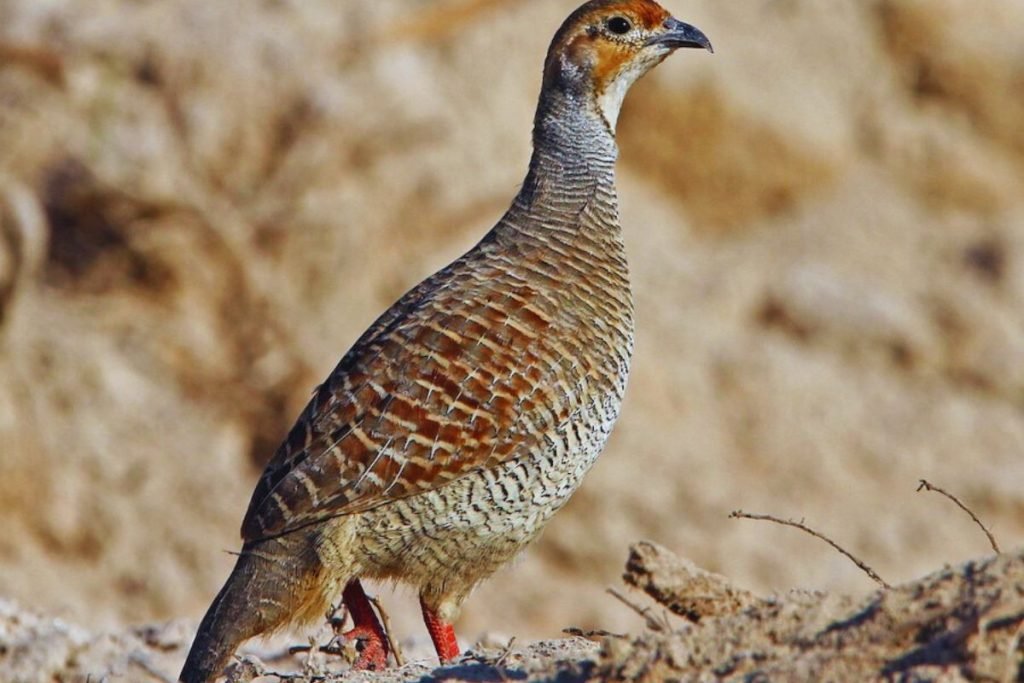 Grey Francolin in Rajaji National Park