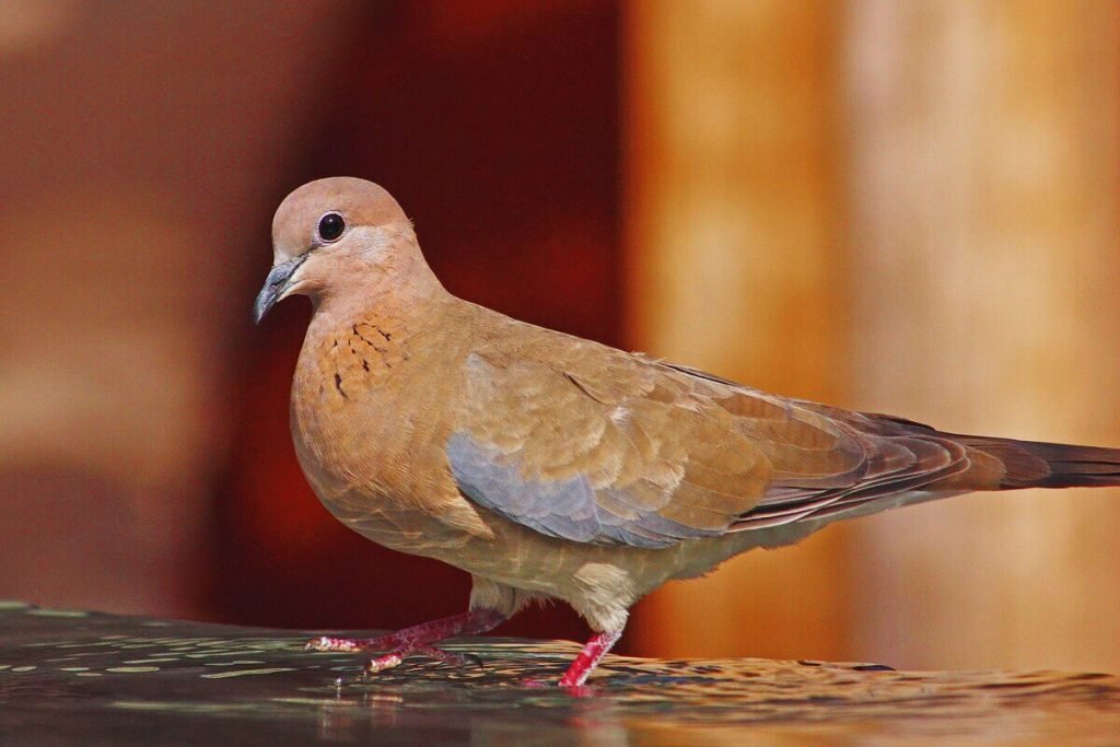 Laughing Dove (Spilopelia senegalensis)