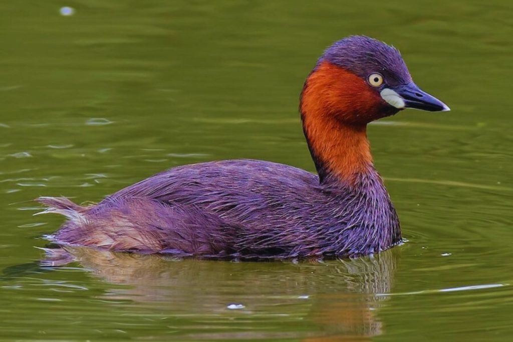 Little Grebe in Rajaji National Park