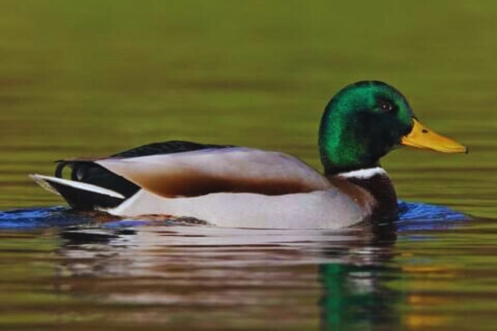 Mallard in Rajaji National Park