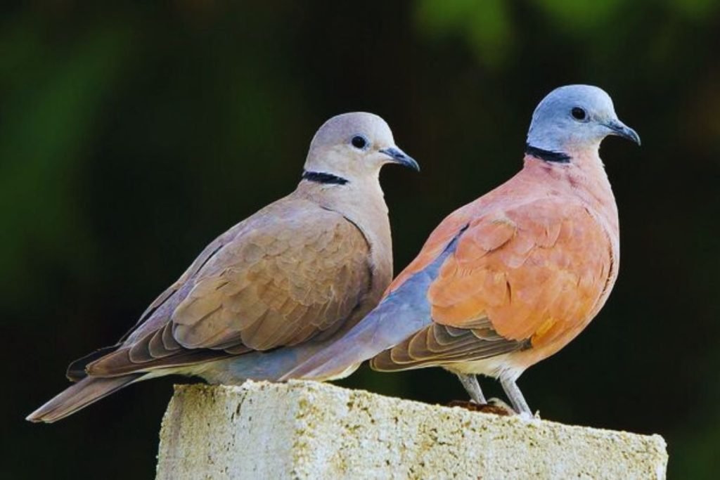 Red-Collared Dove in Rajaji National Park