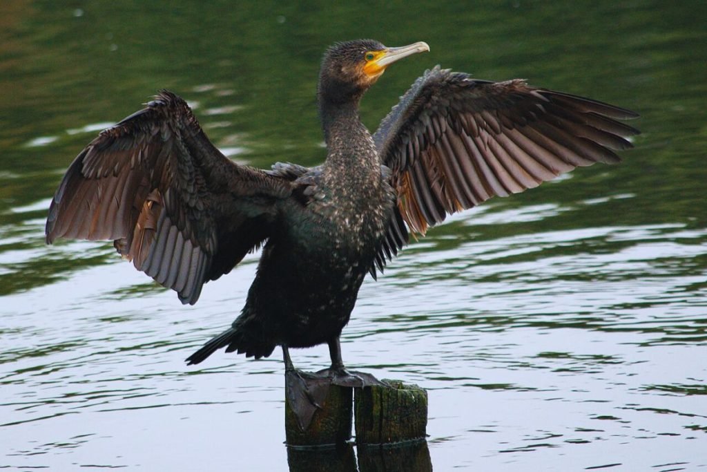 Great Cormorant