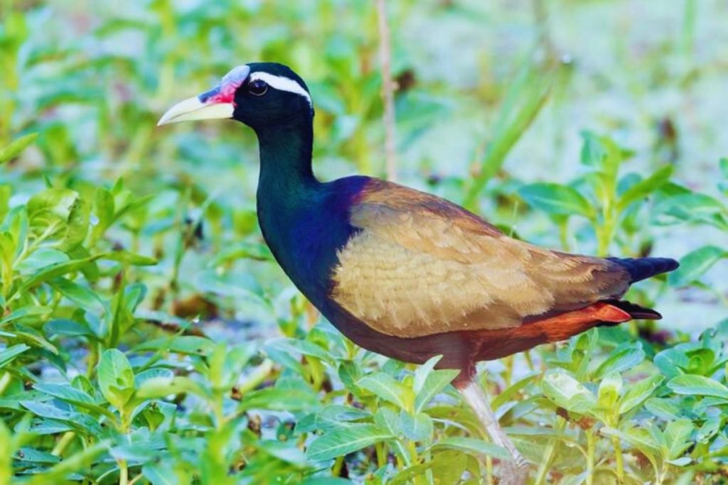 Bronze-winged Jacana Rajaji National Park