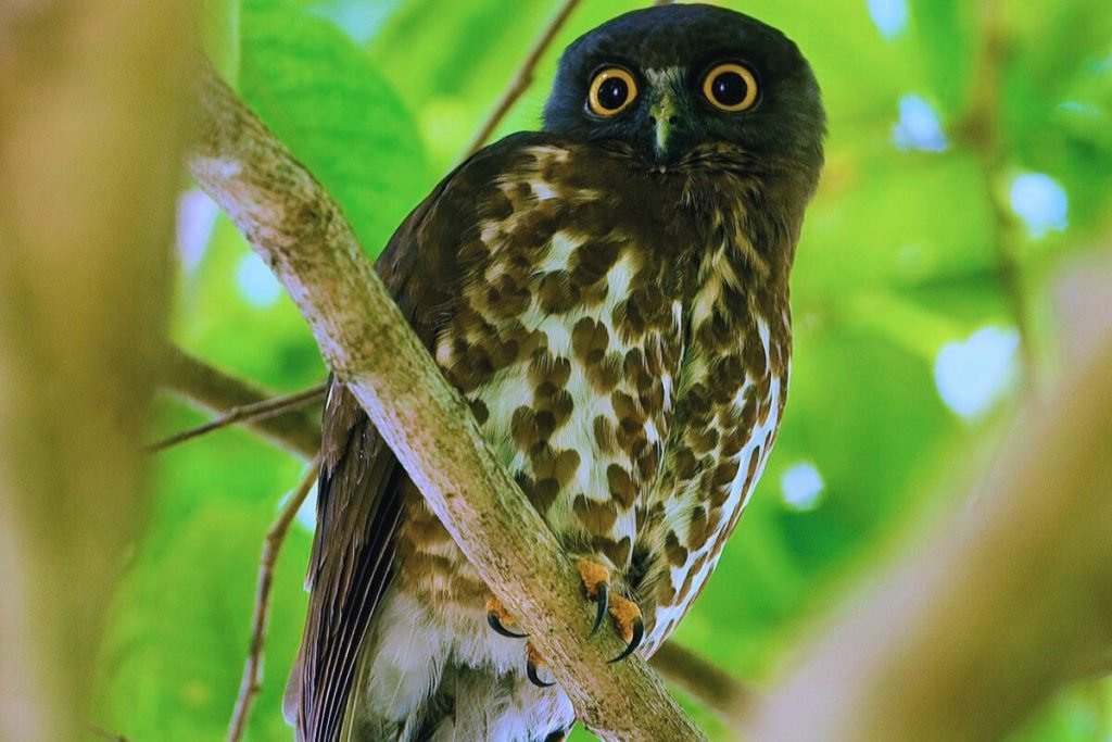 Brown Hawk-Owl in Rajaji National Park