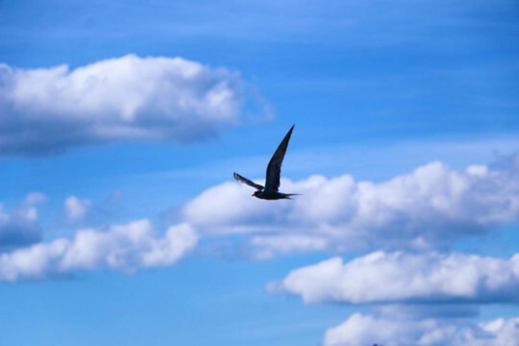 Little Swift